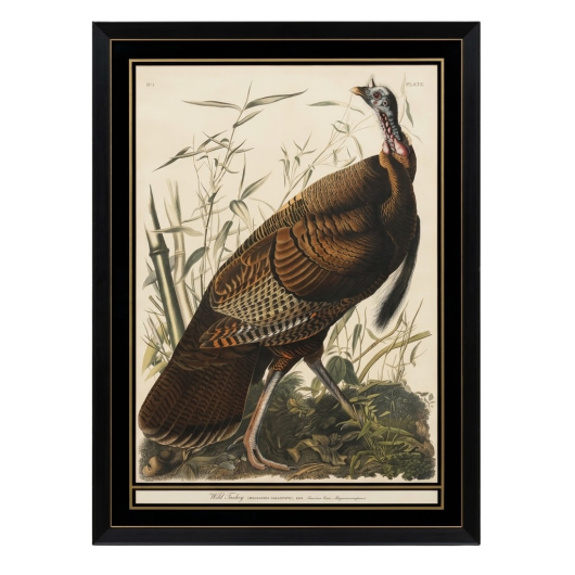 Wild Turkey (Meleagris gallopavo) - John James Audubon